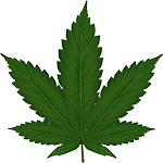 Cannabis-Blatt